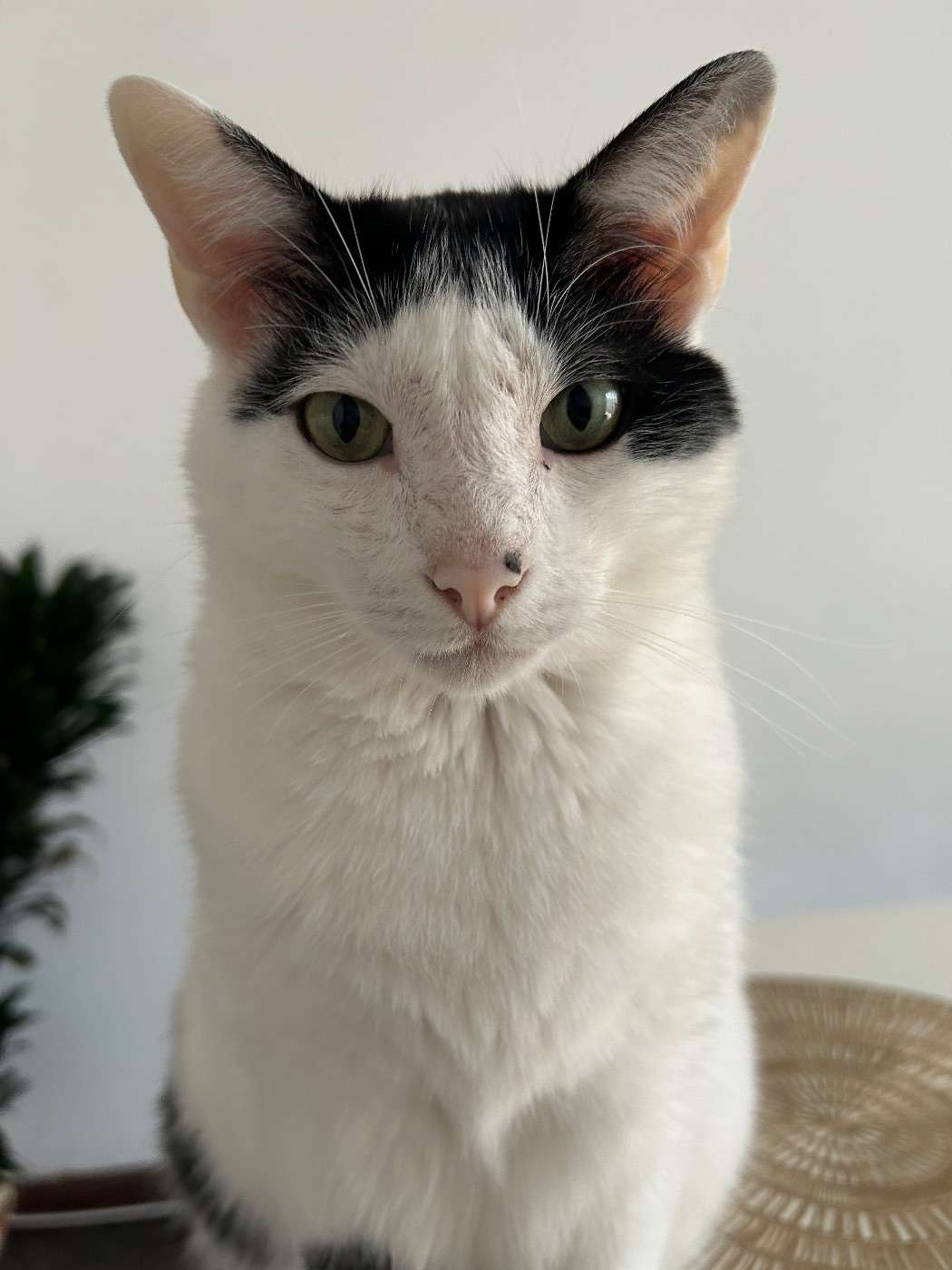 Coco