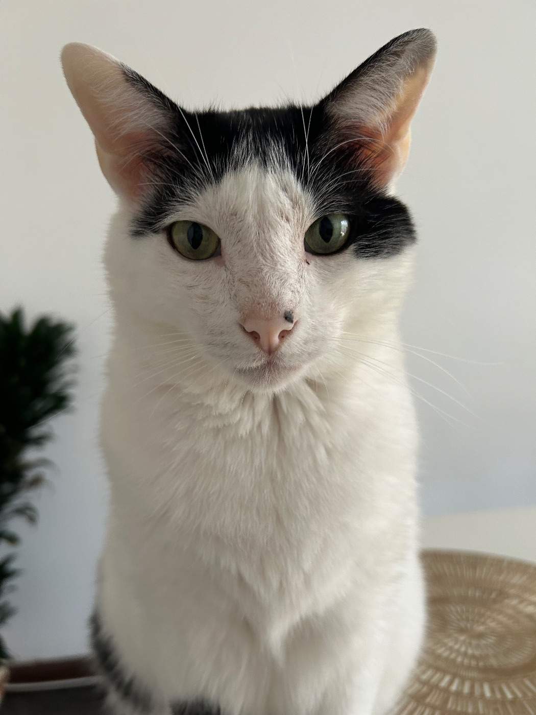 Foto de Coco