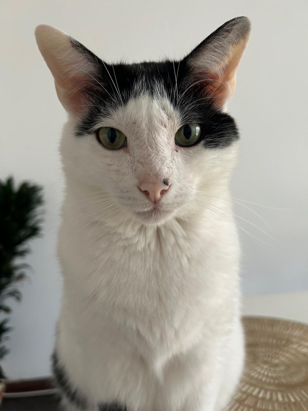 Foto de Coco