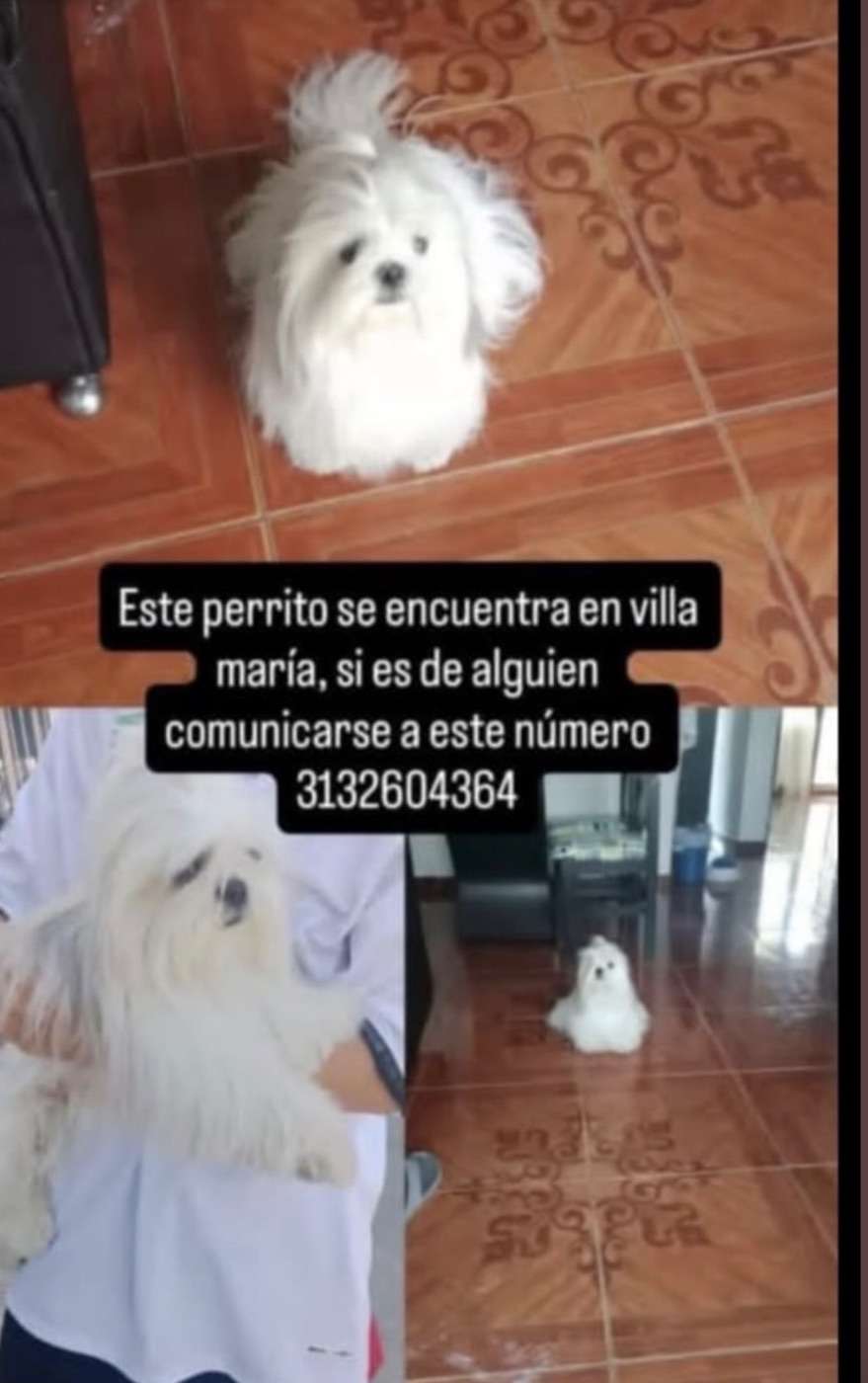 Mascota