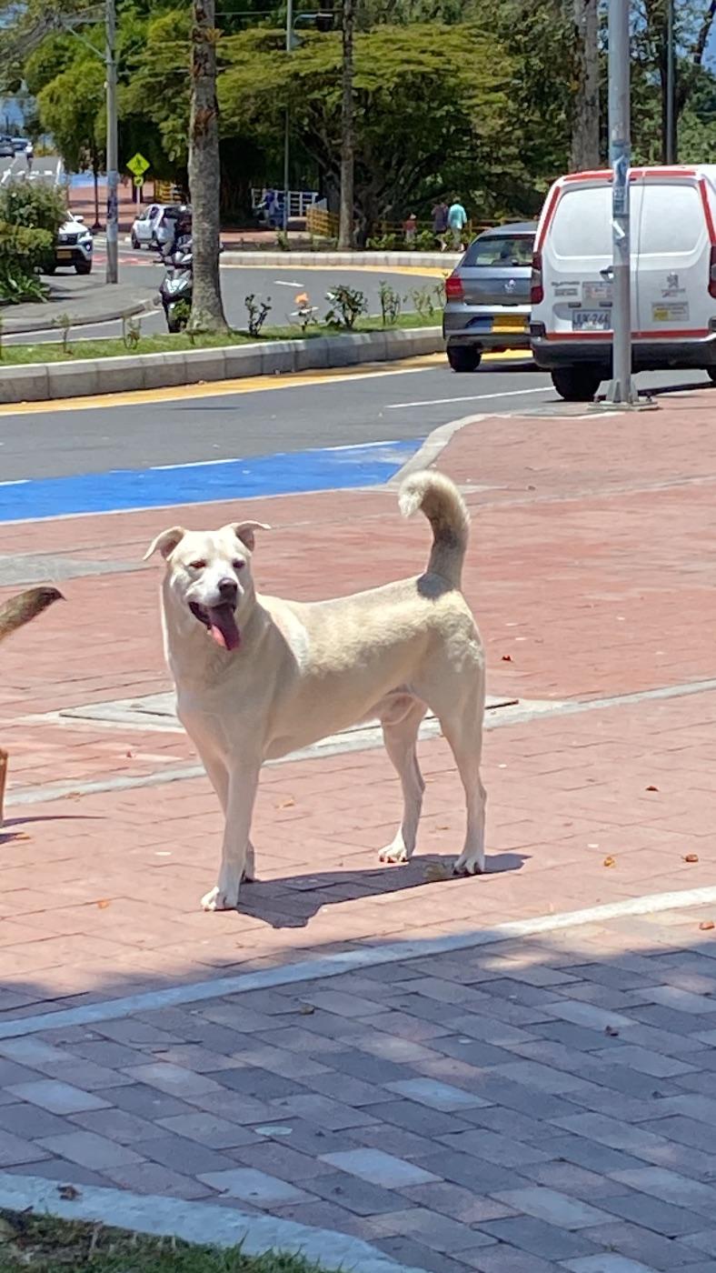 Foto de la mascota