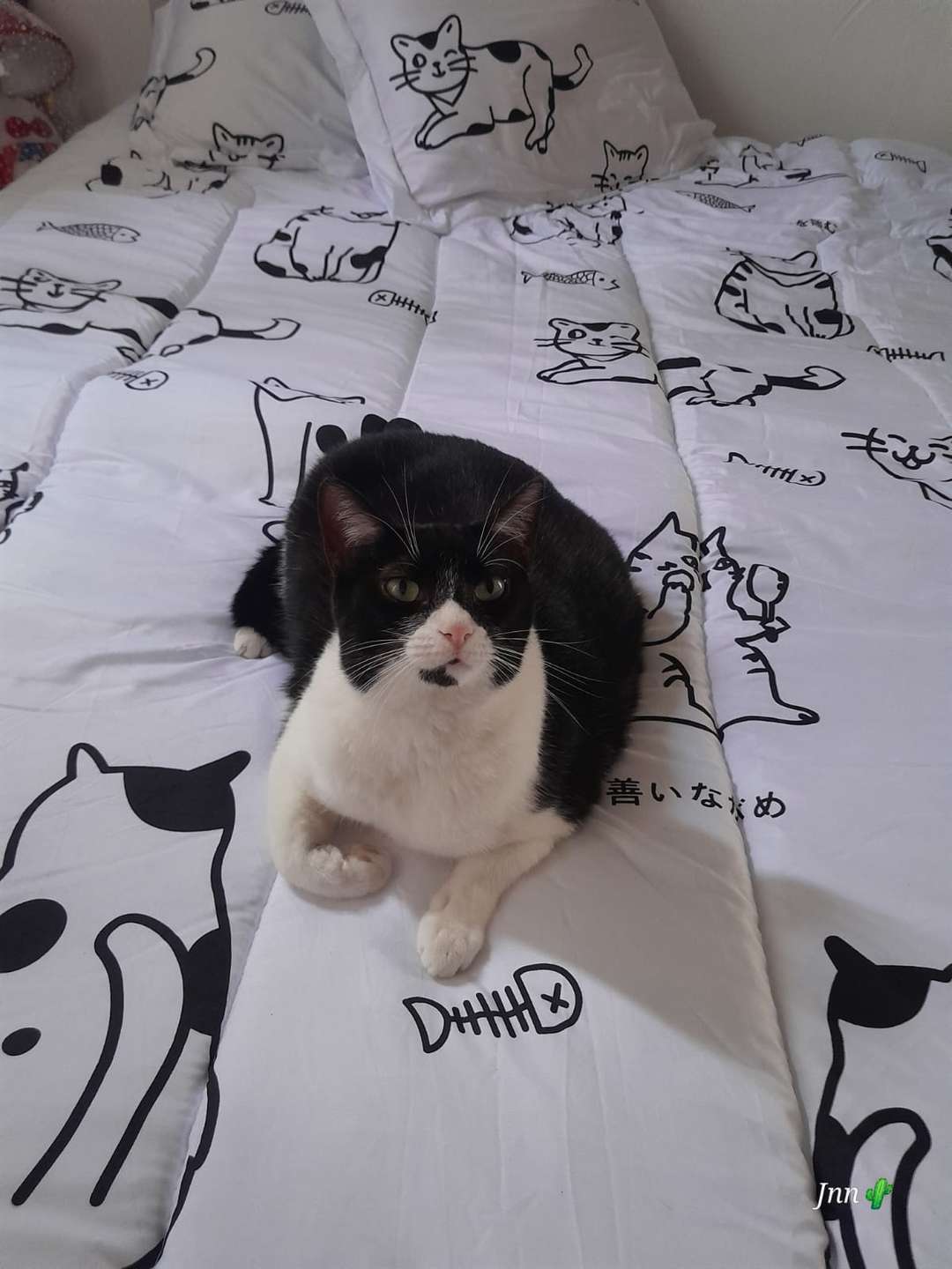 Gogo