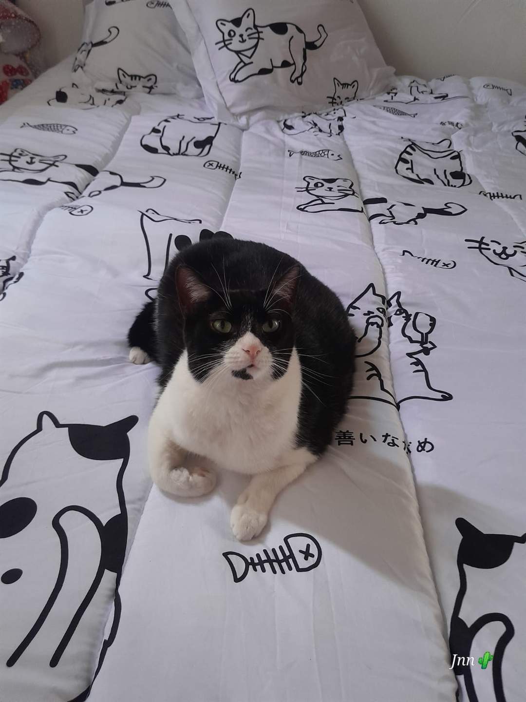 Foto de Gogo