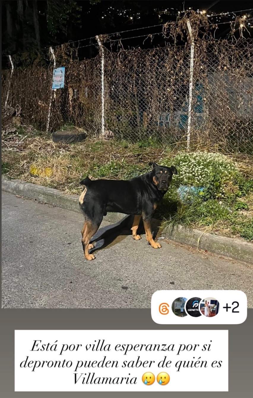 Foto de la mascota