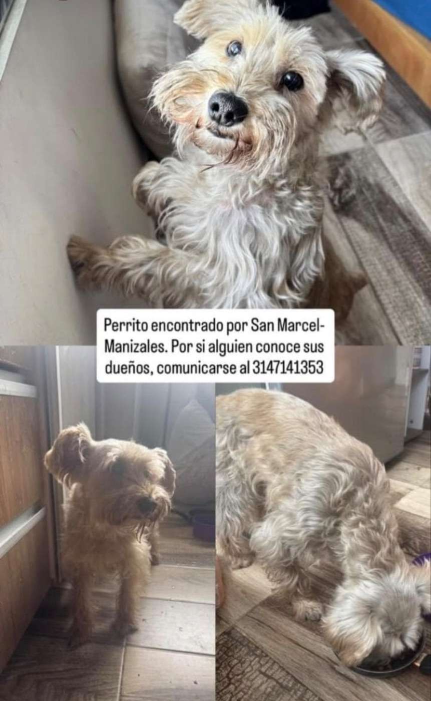 Mascota