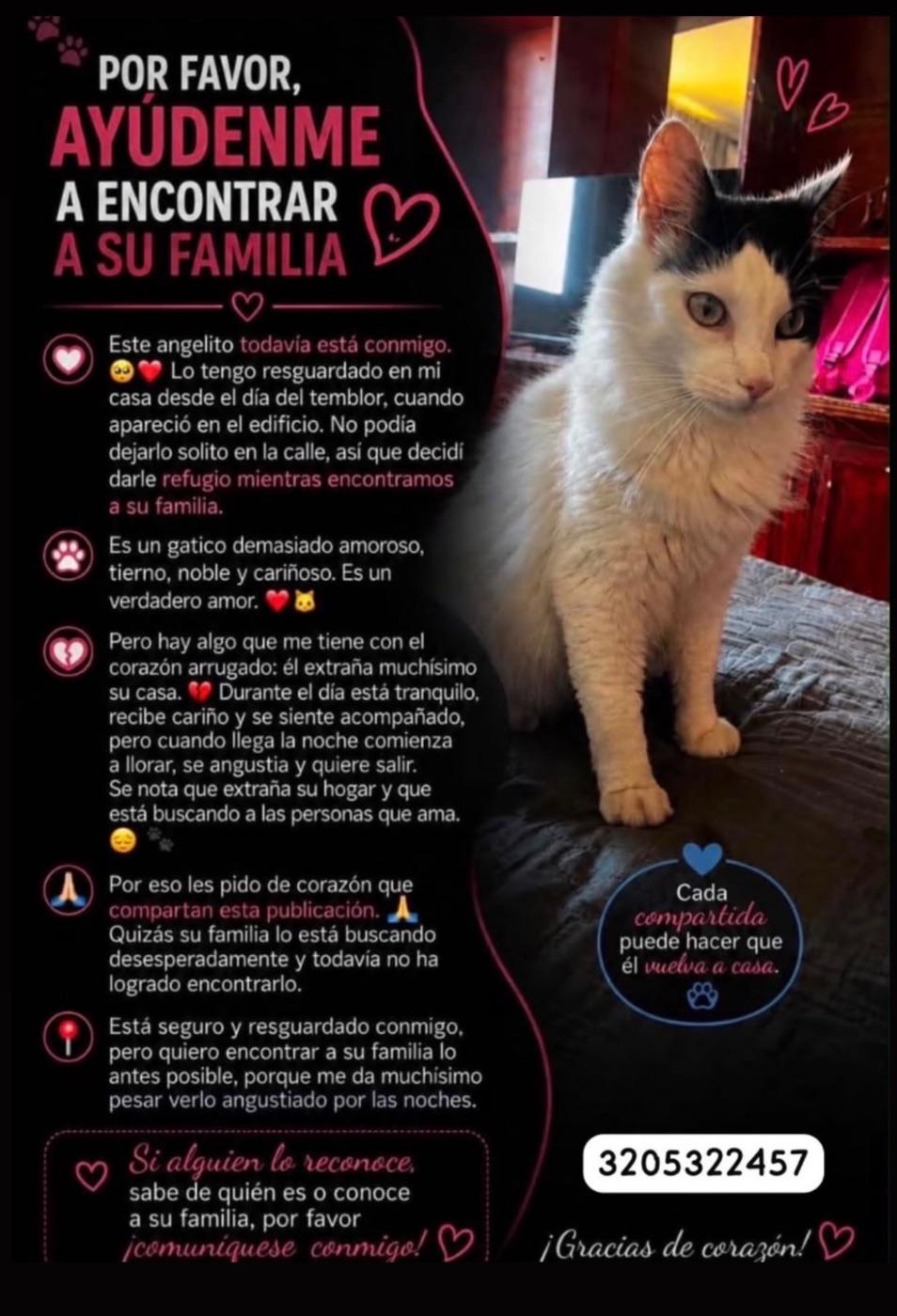 Foto de la mascota