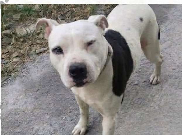 Mascota