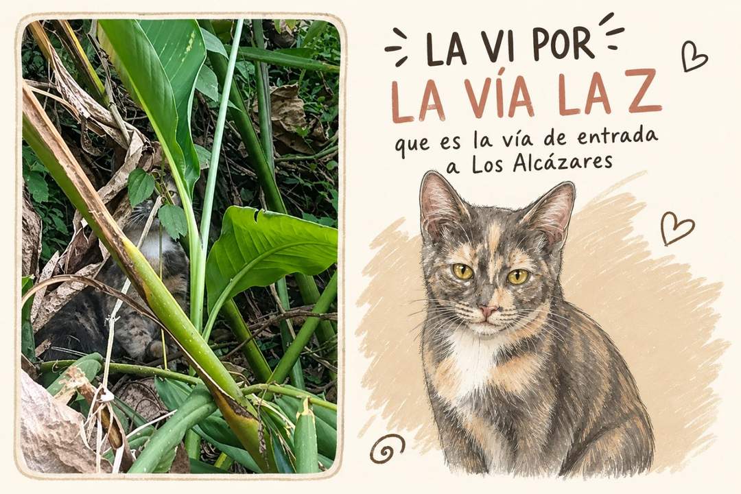 Foto de la mascota