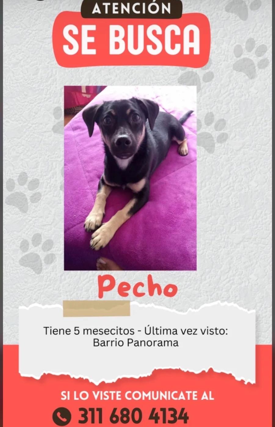 Foto de Pecho