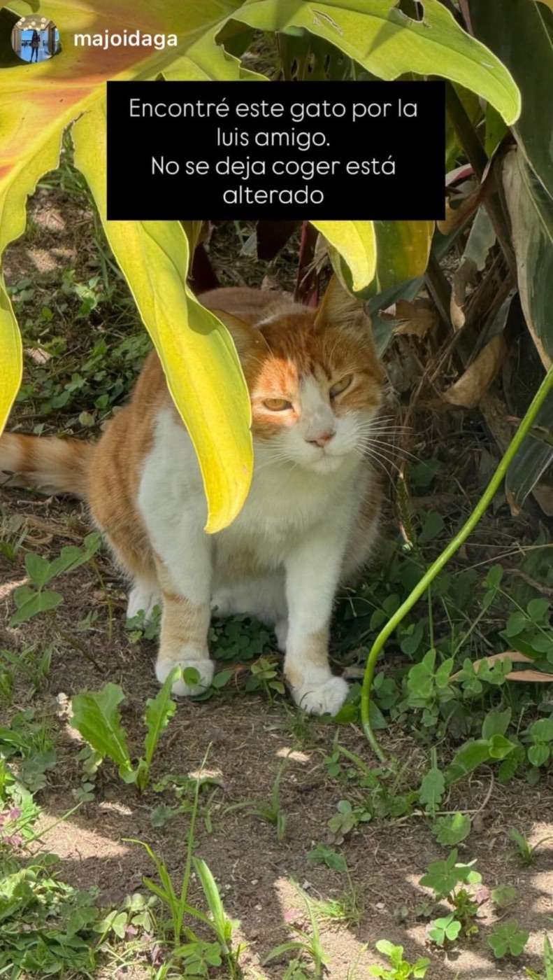Mascota