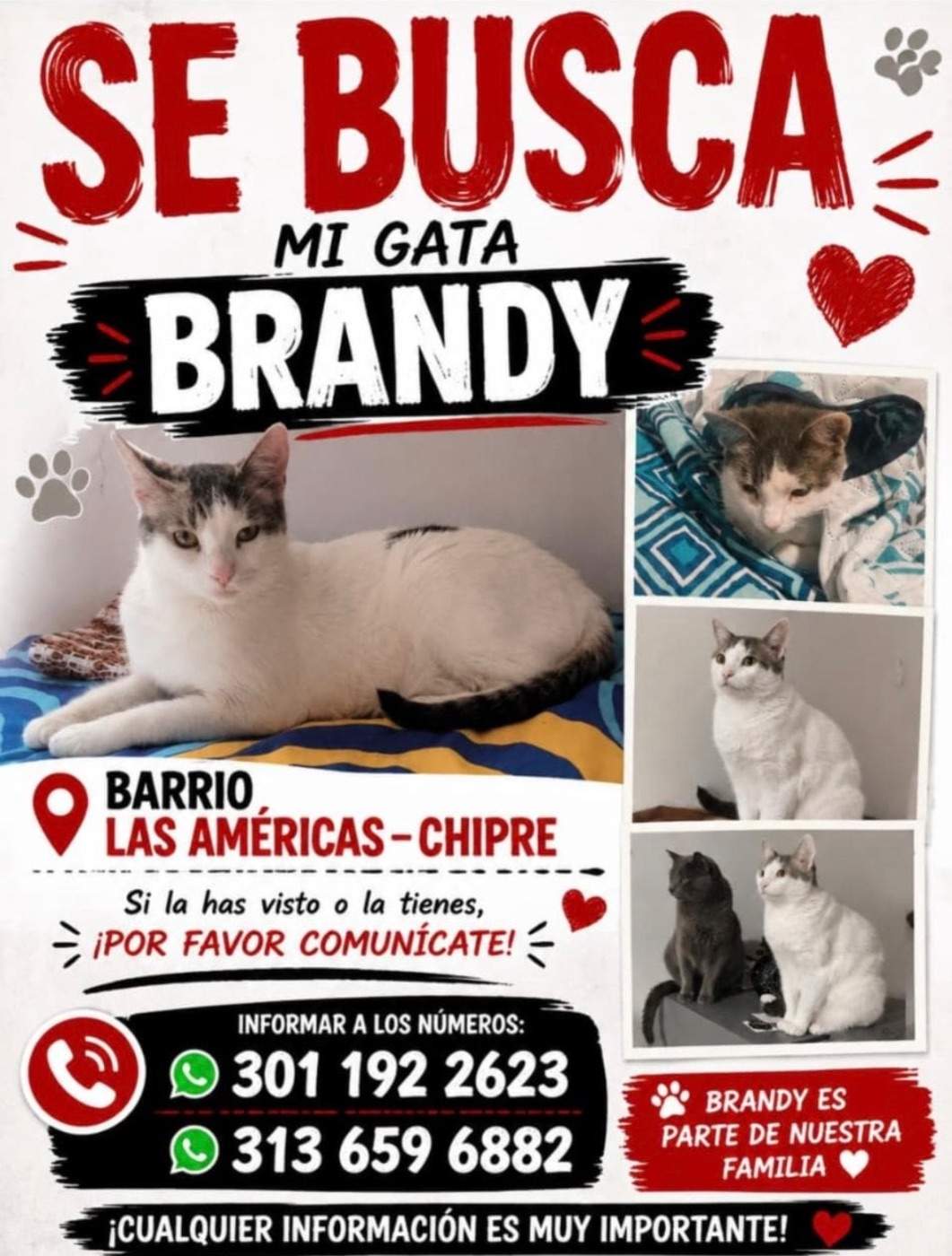 Foto de Brandy