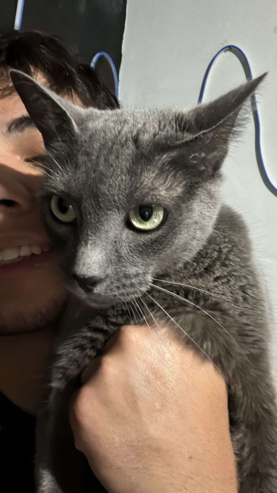 Gomita