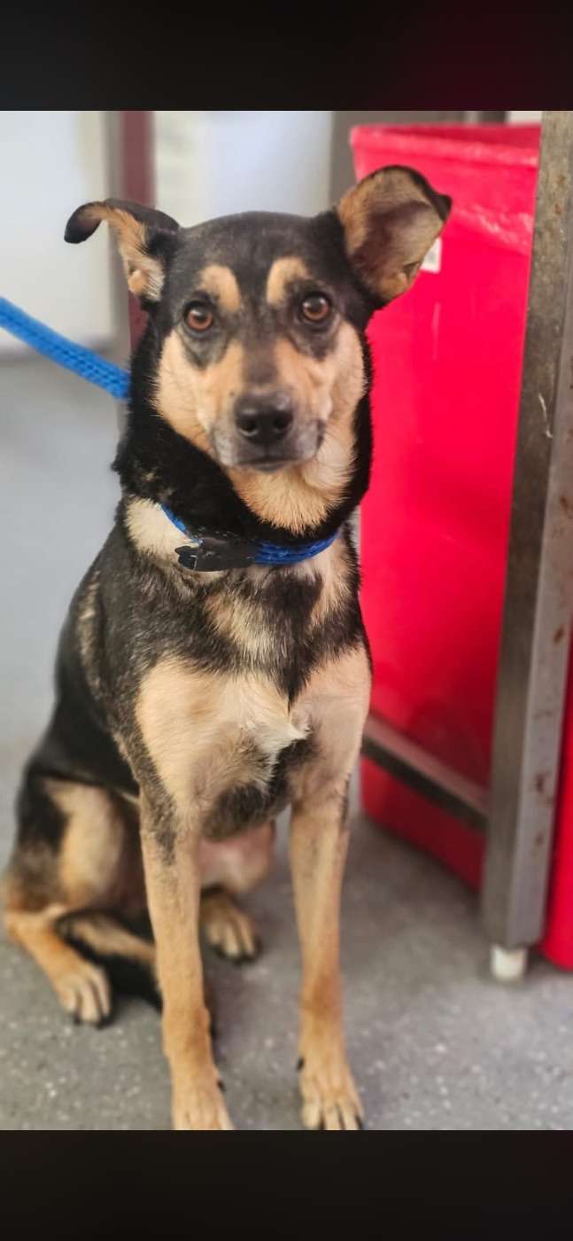Mascota