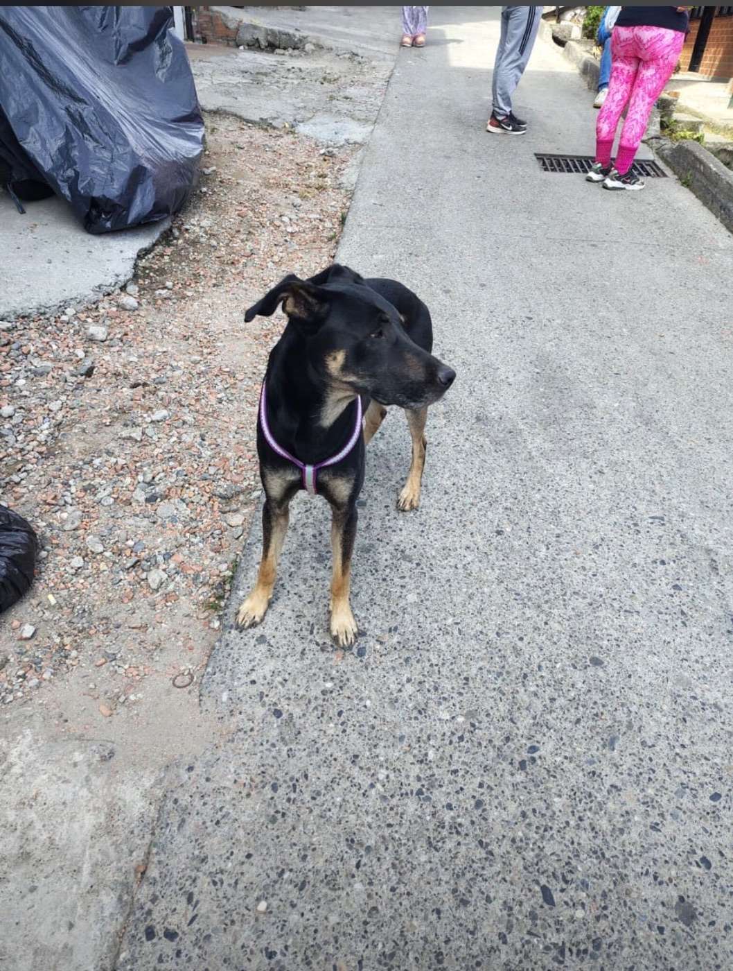 Mascota
