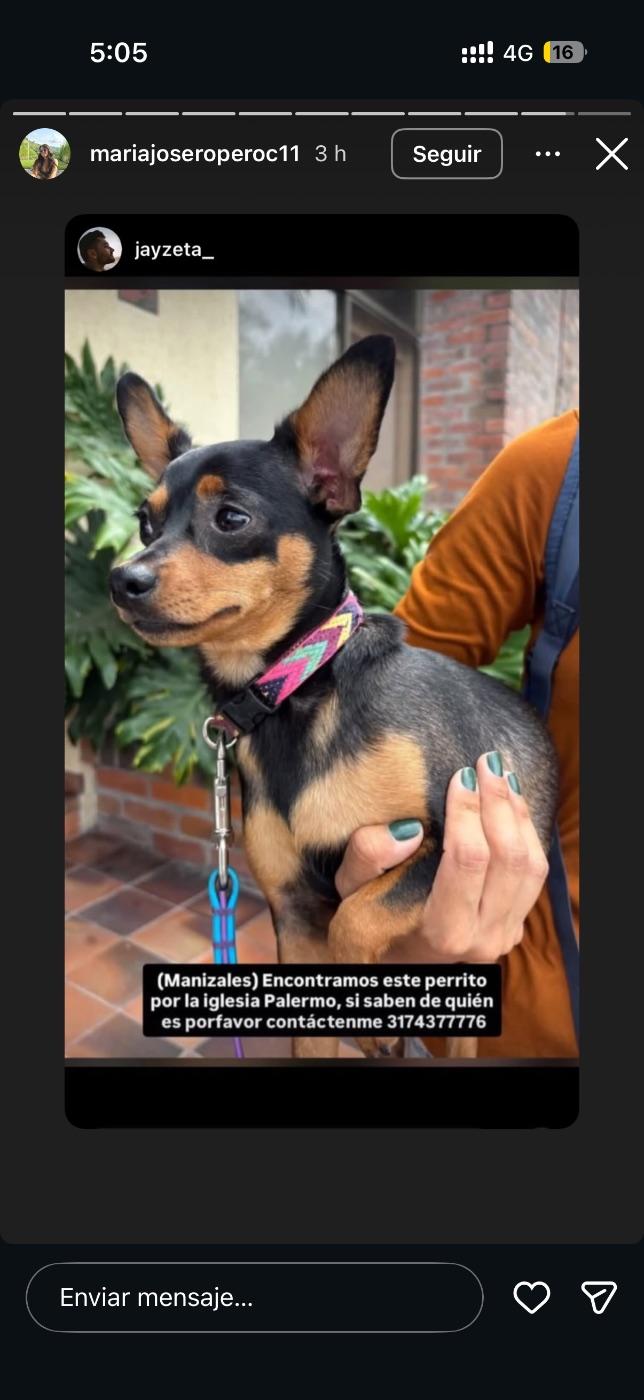 Foto de la mascota