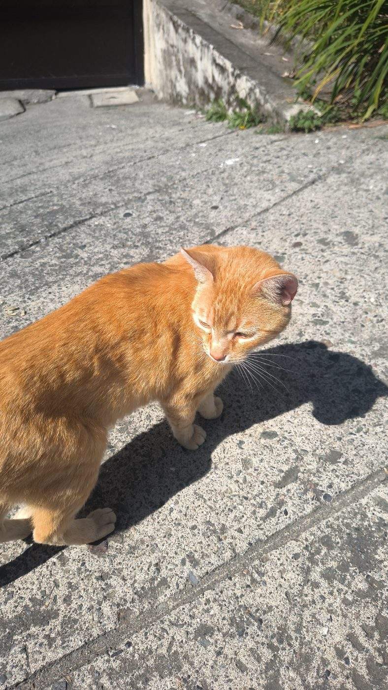 Foto de No tiene placa