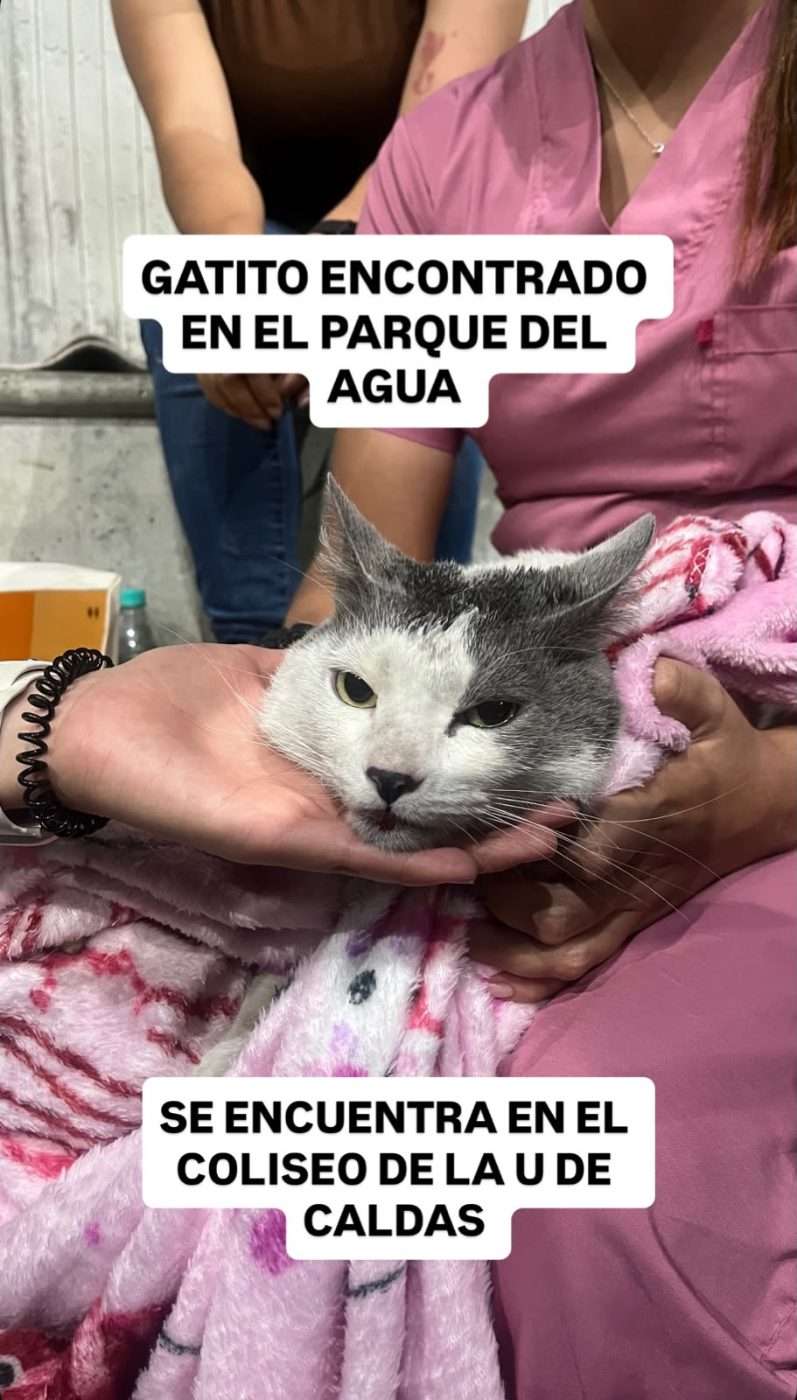 Mascota