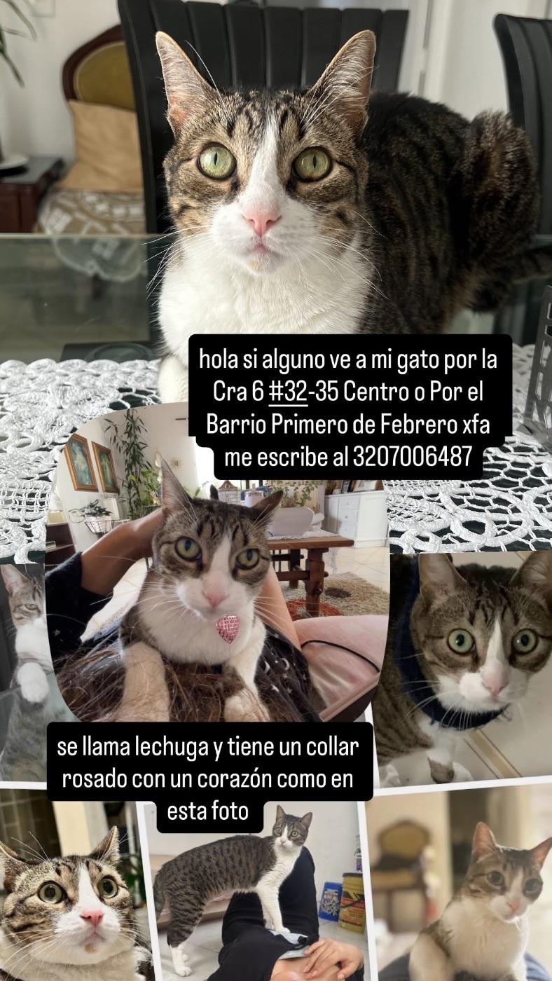 Foto de Lechuga