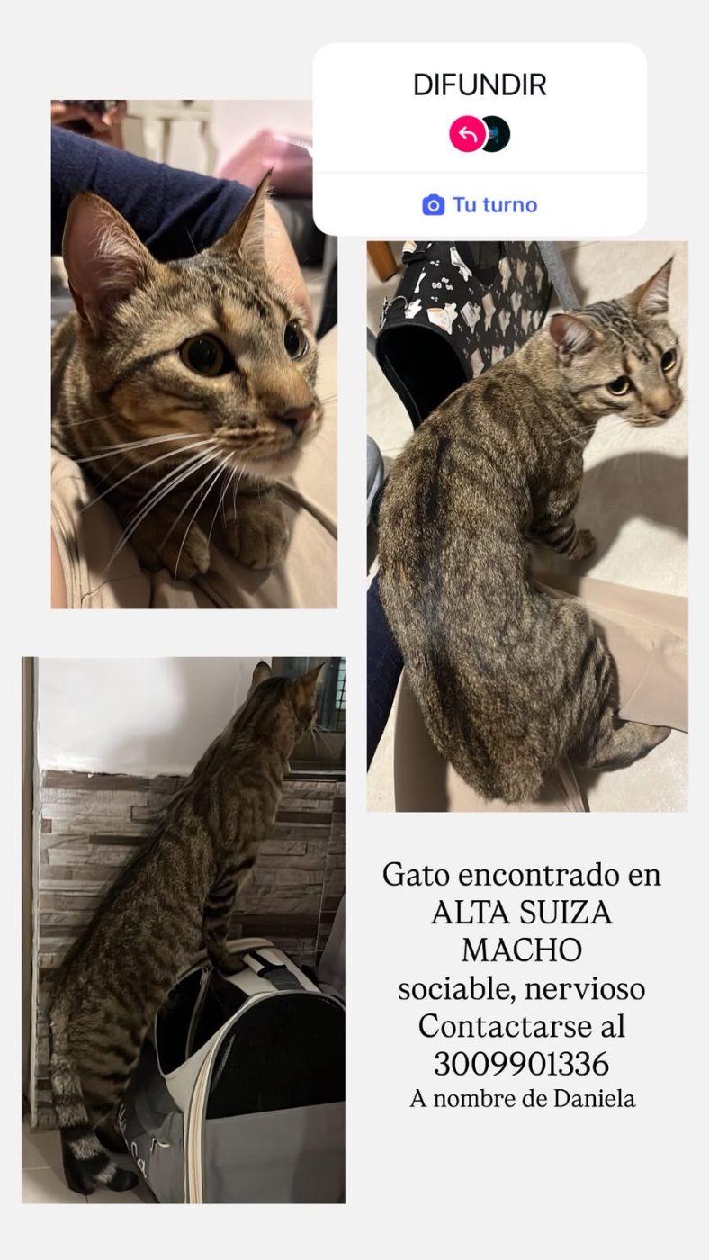 Foto de la mascota