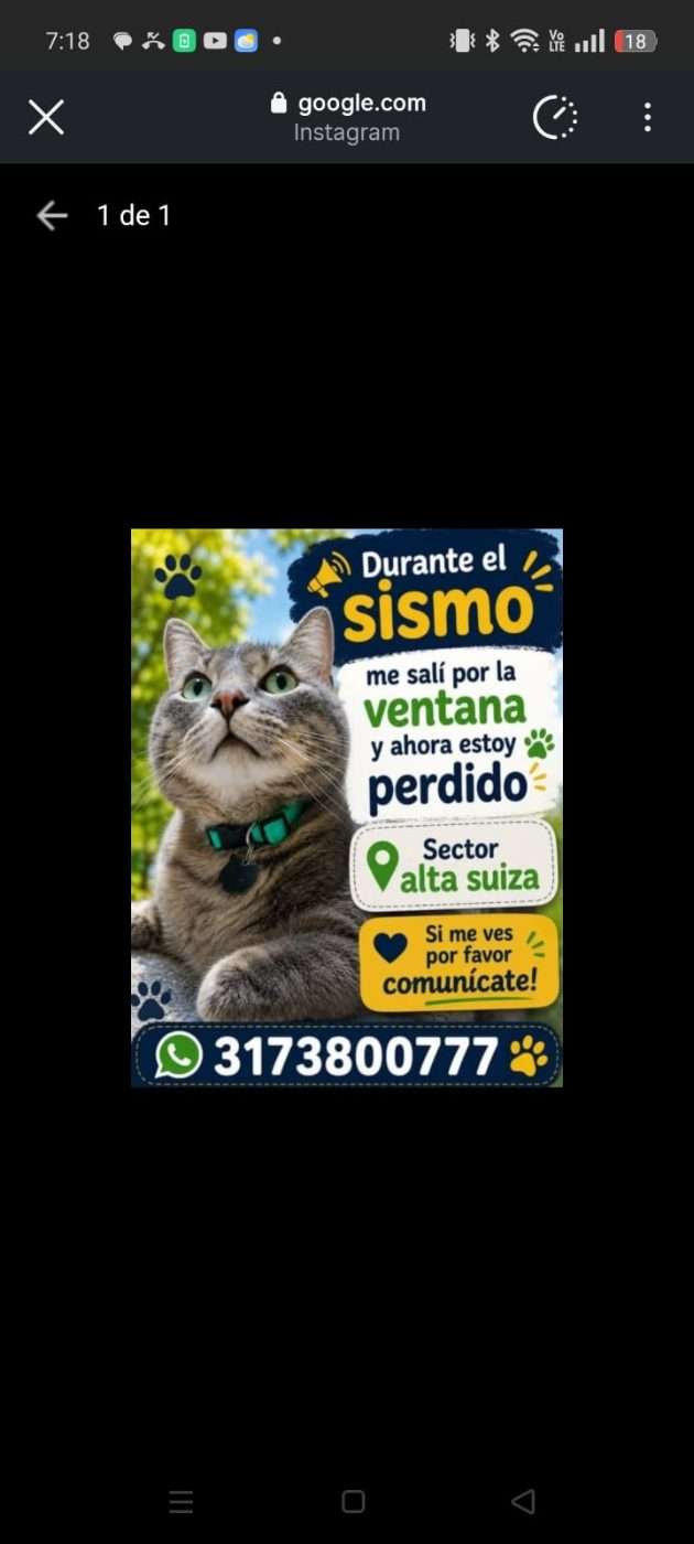 Mascota