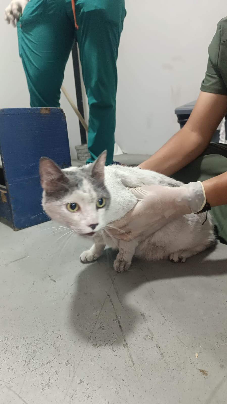 Foto de la mascota