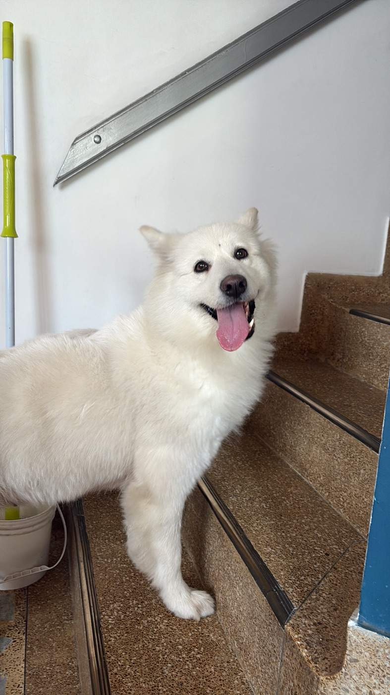 Foto de la mascota
