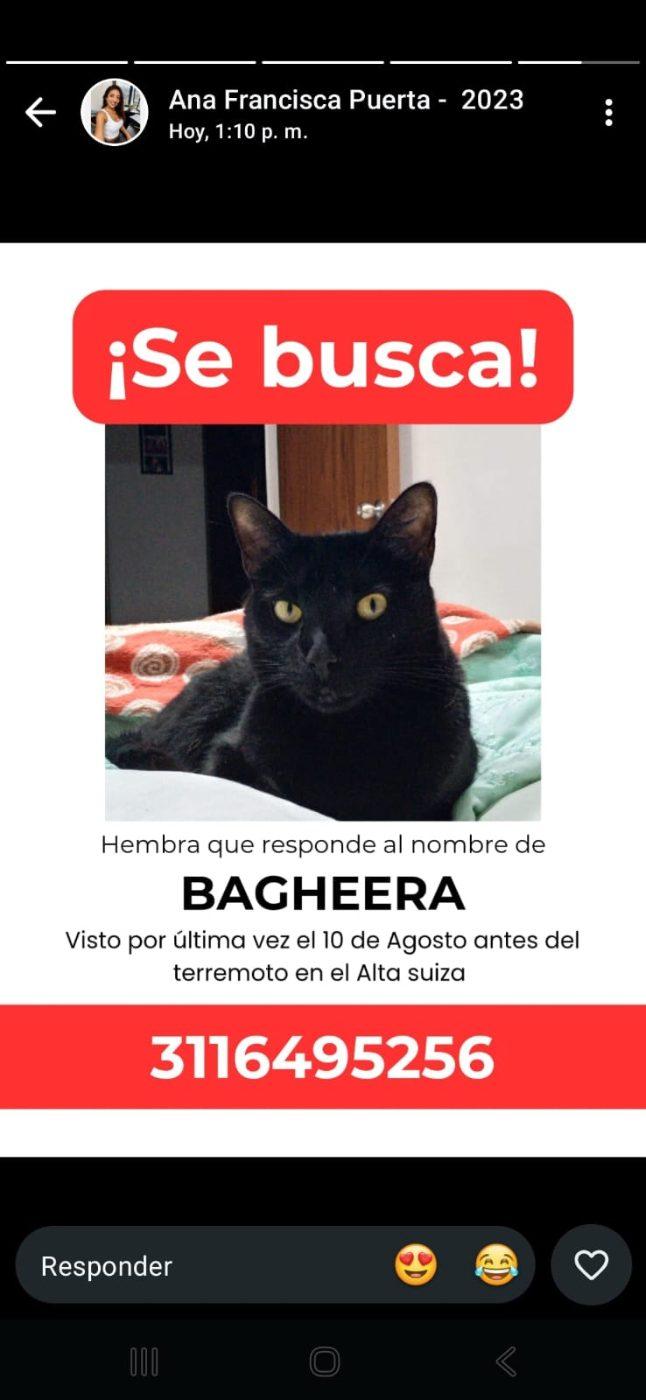 Foto de Bagheera