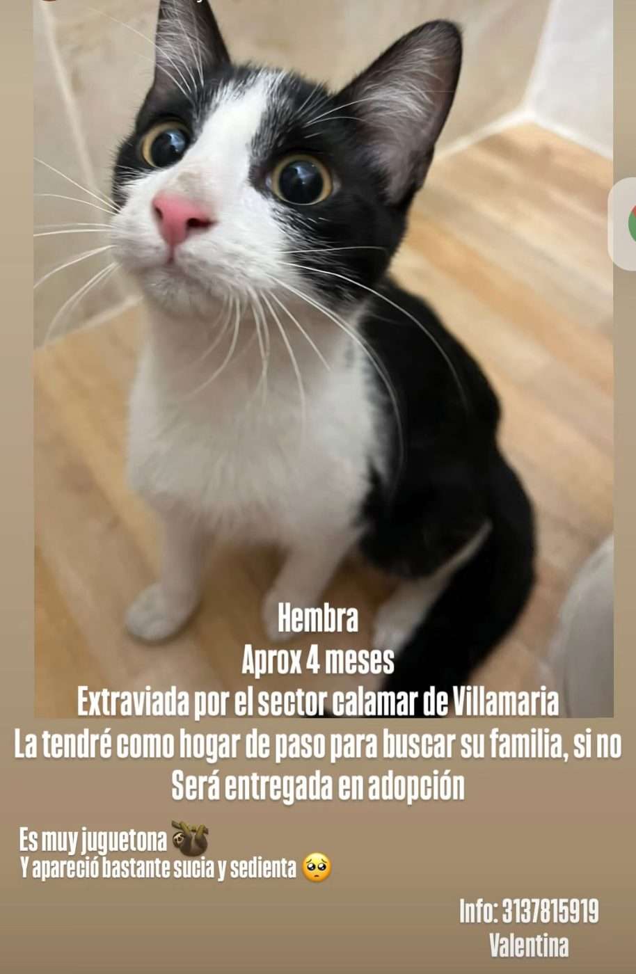Mascota