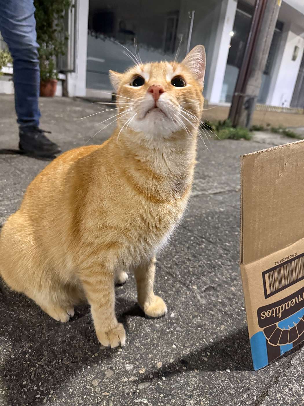 Mascota
