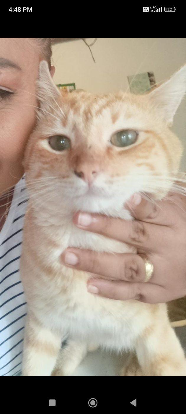Foto de Garfield