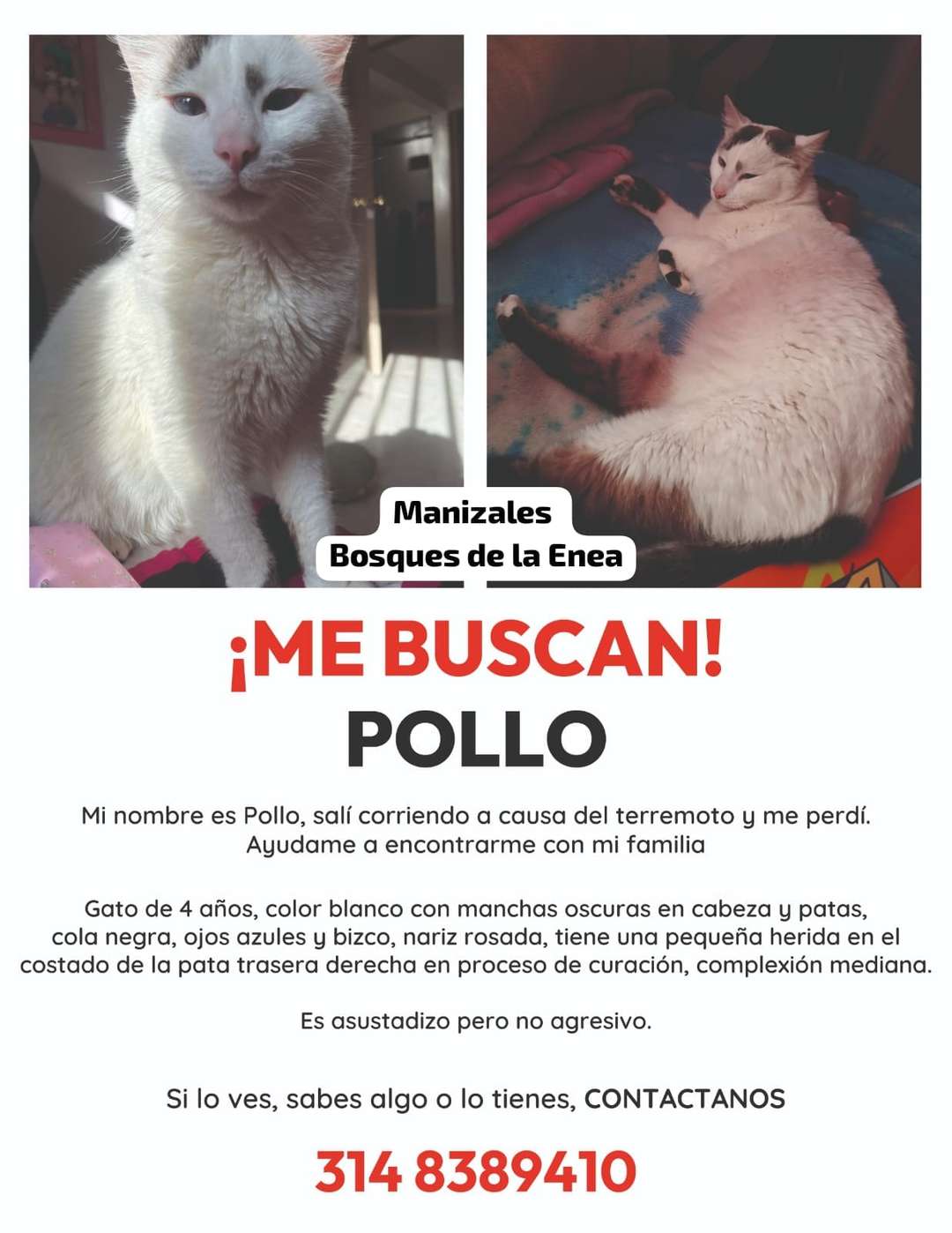 Pollo