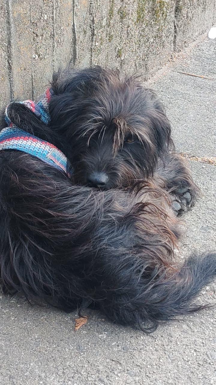 Foto de la mascota