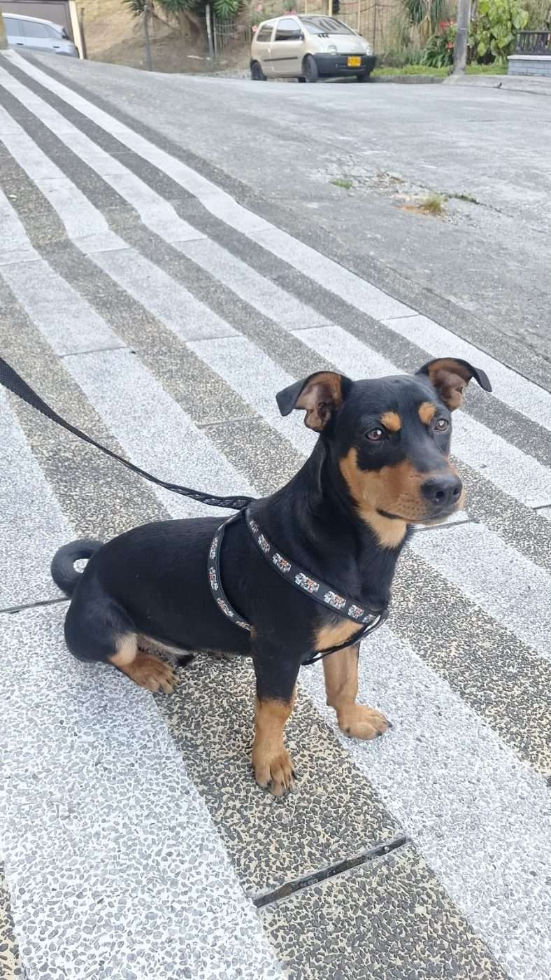 Mascota