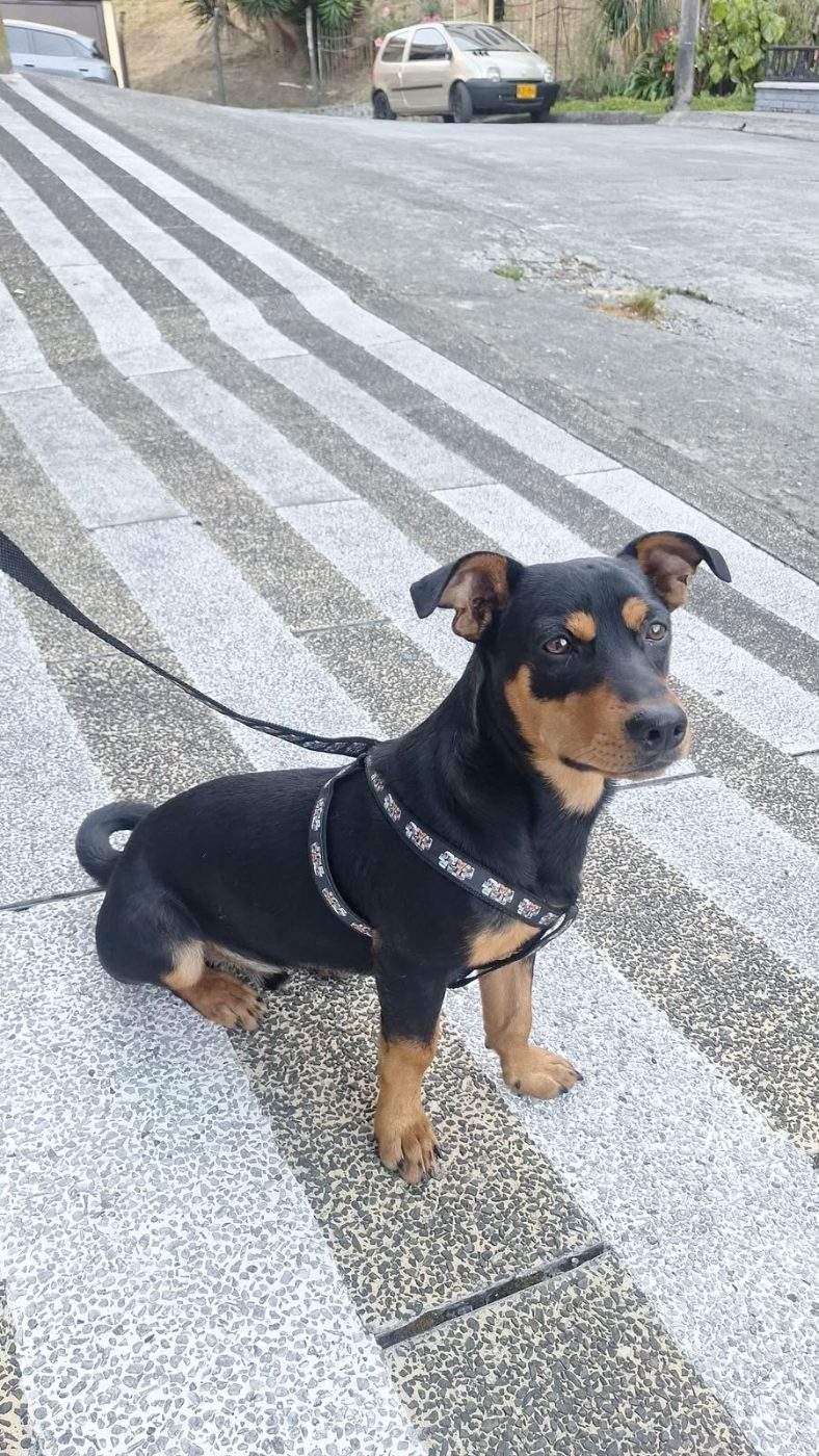 Foto de la mascota