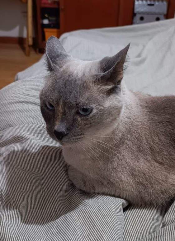 Foto de Seta