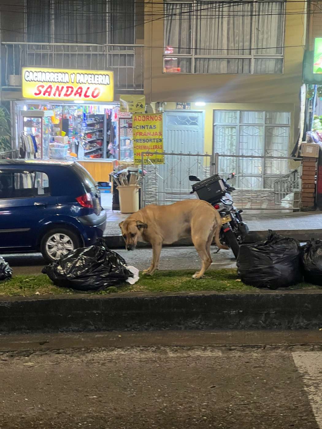 Perrito encontrado