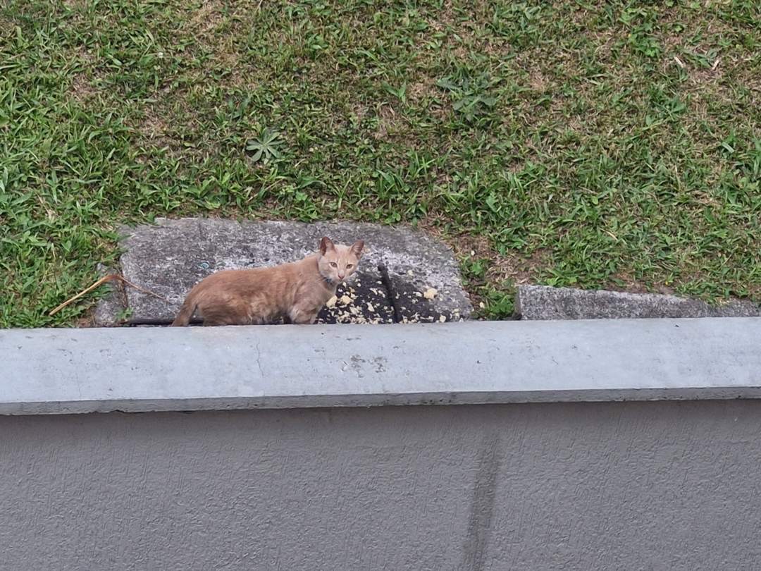 Foto de la mascota