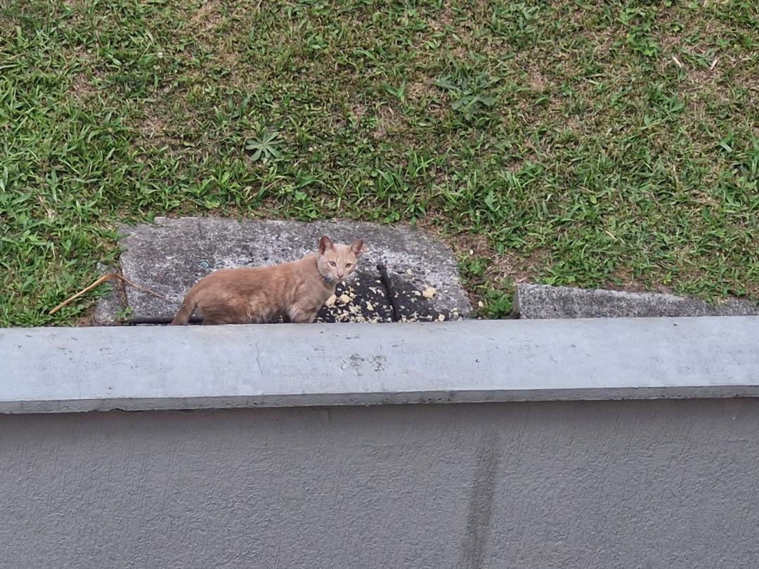 Foto de la mascota
