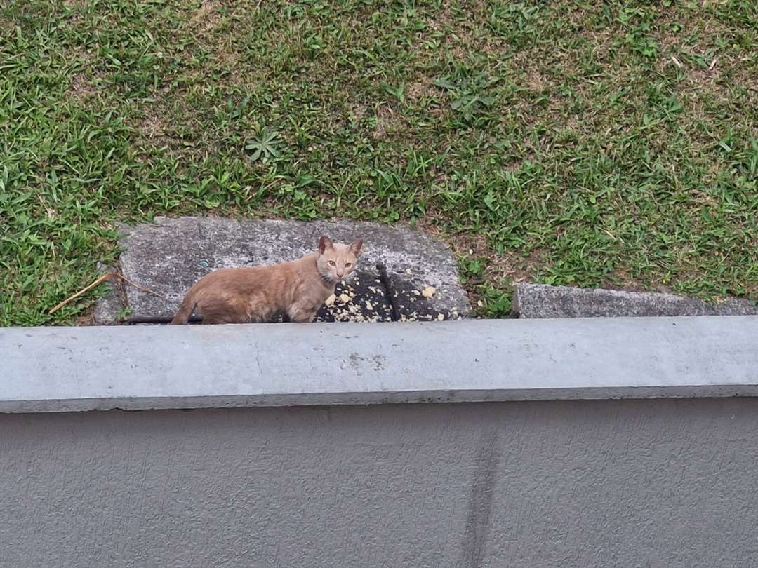 Mascota