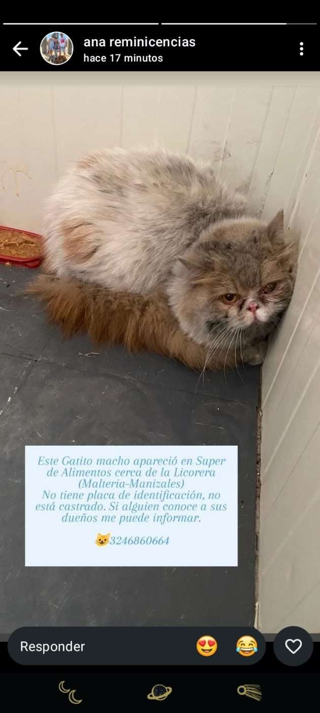 Mascota