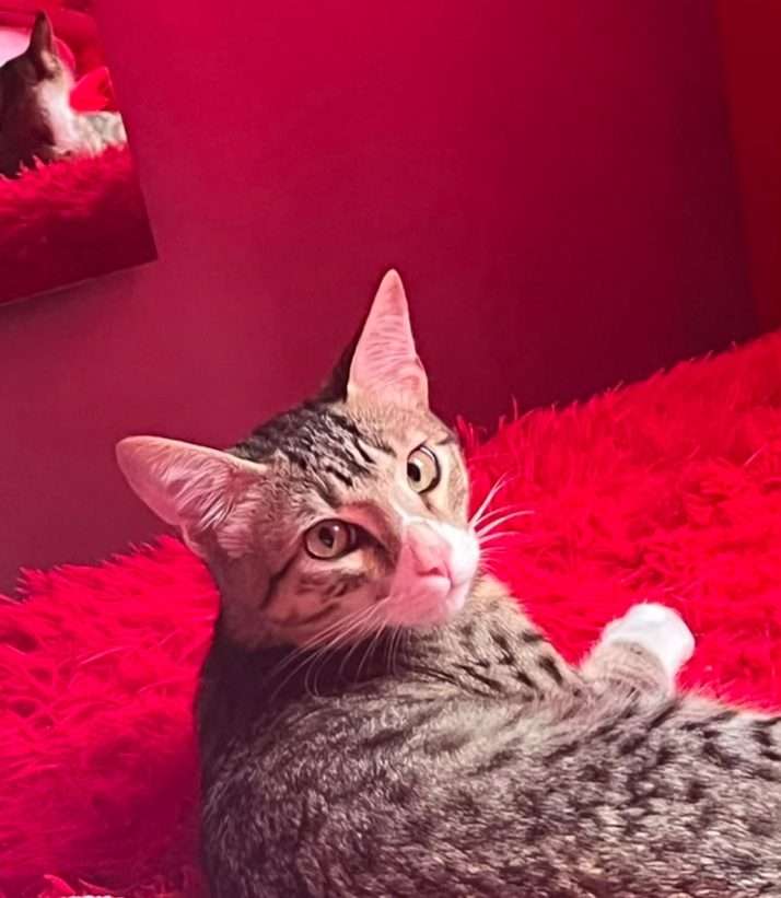 Apolo