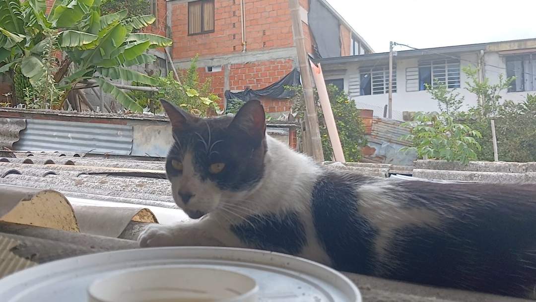 Foto de la mascota