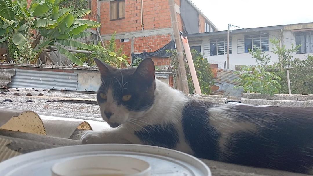Foto de la mascota