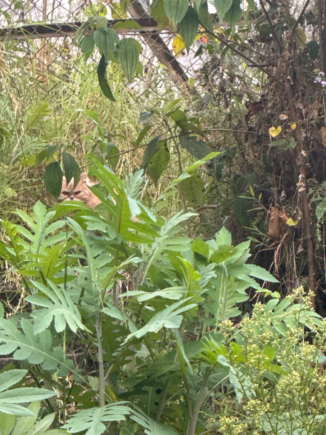 Foto de la mascota