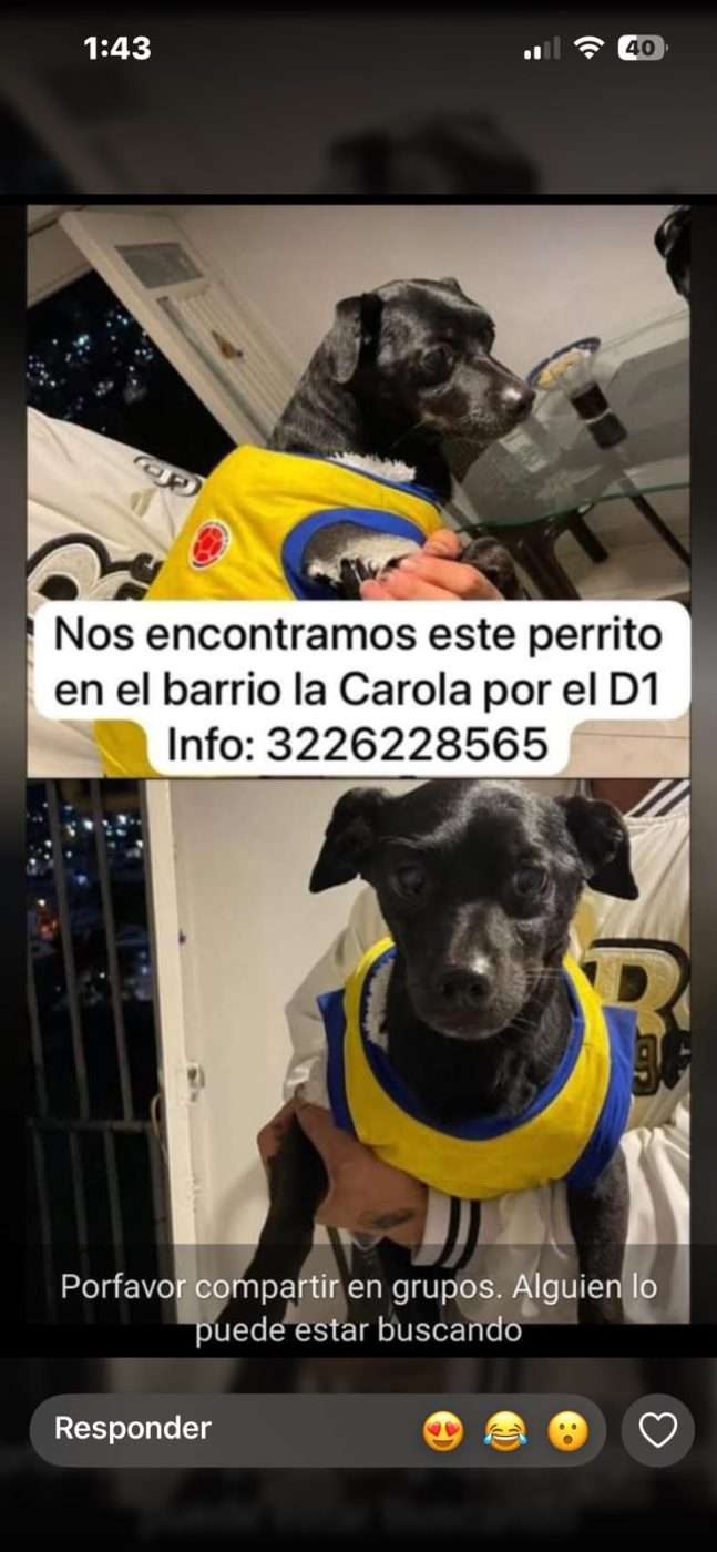 Mascota