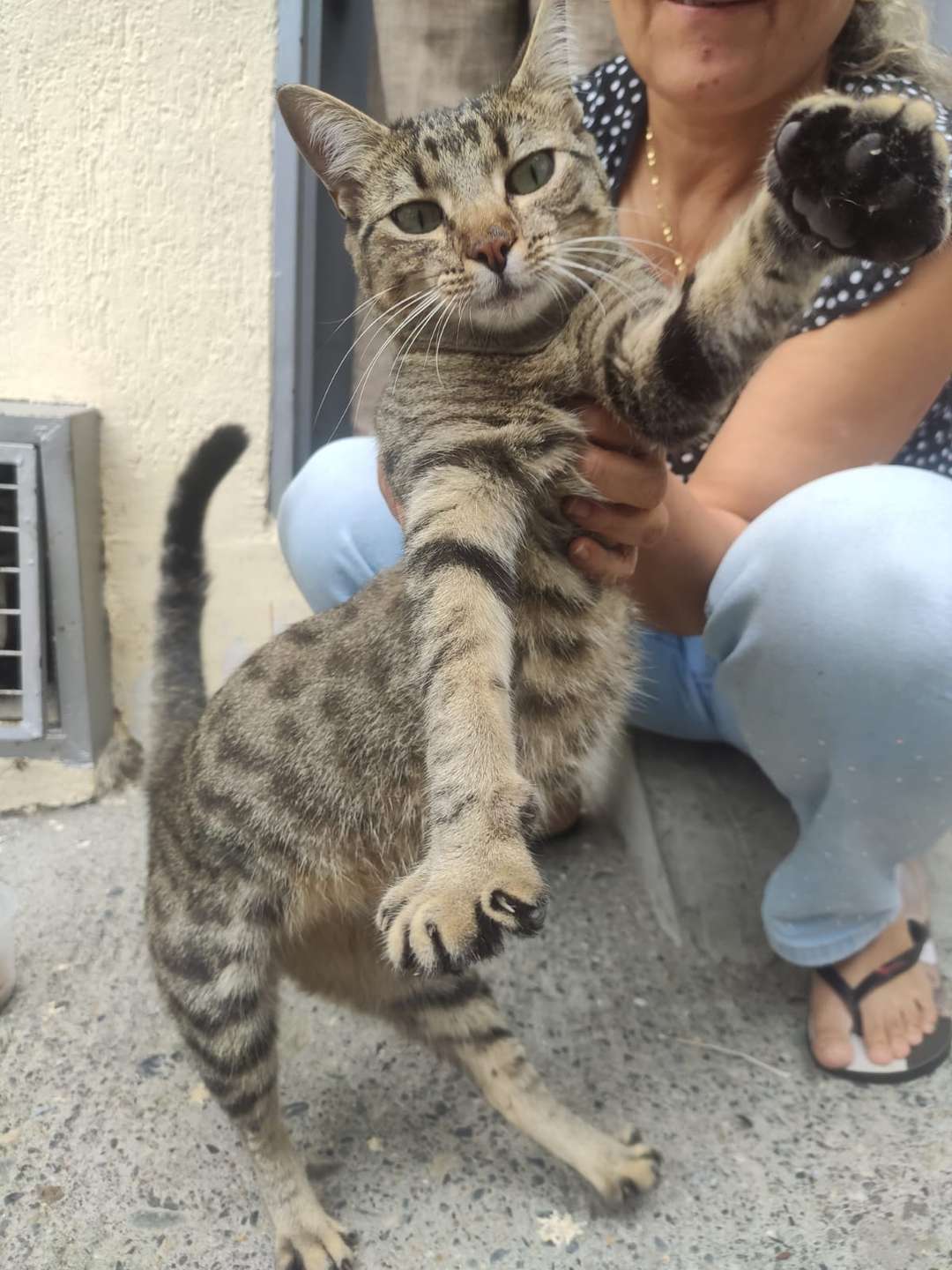 Mascota
