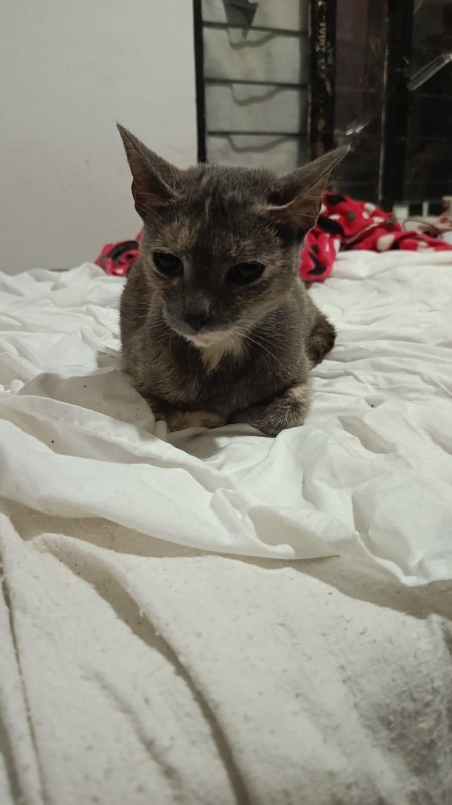 Foto de la mascota