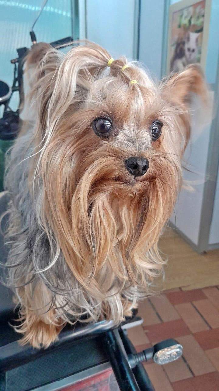 Foto de Chis