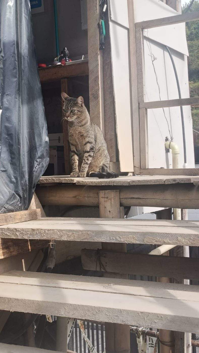 Foto de la mascota