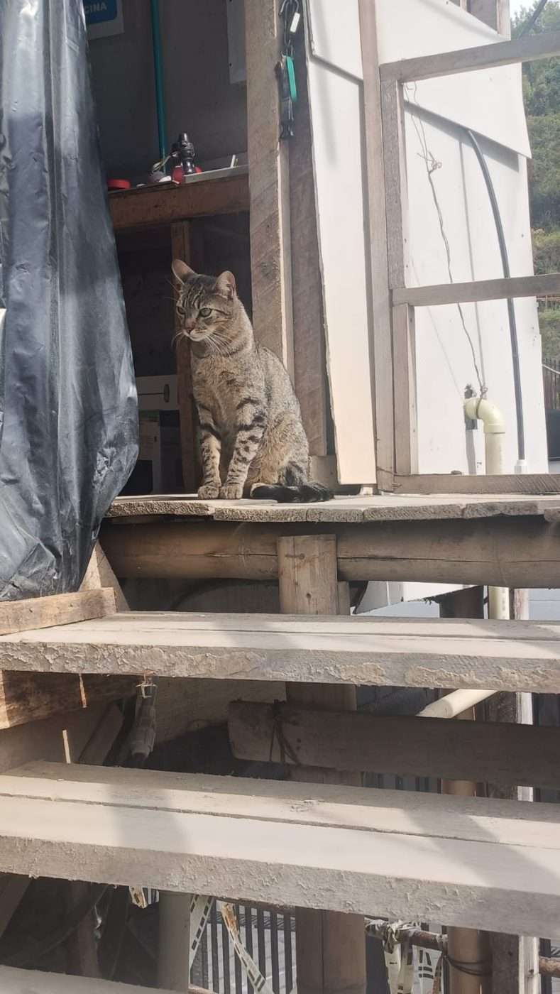 Mascota